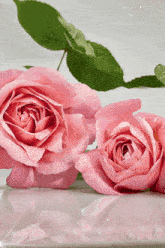 розы цветы GIF