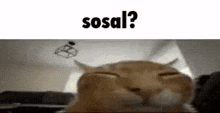 a close up of a cat 's face with the words sosal ? written above it .