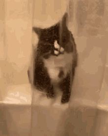 Rawr Cat GIF - Rawr Cat Let Me Go GIFs