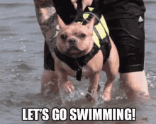 Let'S Go Swimming! GIF - Dogs Cute Water GIFs