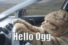 Hello Ogg Ogmeister GIF - Hello Ogg Ogmeister Hello Ogmeister GIFs