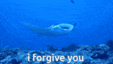 i forgive you forgive love fish manta ray
