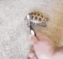 Turtle Toothbrush GIF - Turtle Toothbrush Brushing GIFs