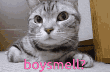 Boysmell Kiwi Discord GIF - Boysmell Kiwi Discord Cat GIFs