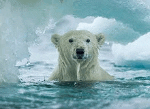 a polar bear is swimming in the ocean near ice .