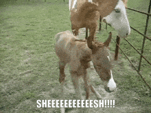 Horse Horsey GIF - Horse Horsey Sheesh GIFs