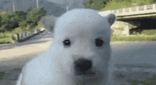a small white dog is looking at the camera while standing on a road .