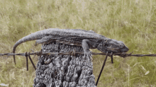 a lizard is laying on a barbed wire fence