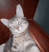Cat Cat Meme GIF - Cat Cat Meme Cat Memes GIFs