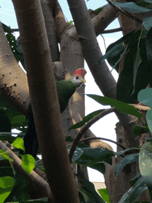 a bird is perched on a tree branch with a red beak