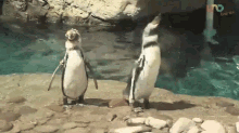 El Pingüino De Humboldt GIF - Penguin Sea World Animals GIFs