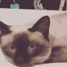Cat Dafuq GIF - Cat Dafuq Scared GIFs