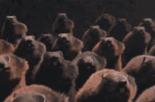 Army Groundhogs GIF - Army Groundhogs Insurrection GIFs
