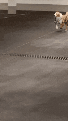a couple of dogs are running on a concrete floor