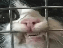 a close up of a cat 's nose behind a cage .