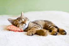 a kitten is laying on its back on a bed with a pillow .
