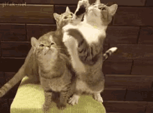 Cat Paws GIF - Cat Paws GIFs