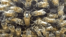 Bees Swarm GIF - Bees Swarm Insect GIFs
