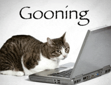 a cat sitting in front of a laptop with the word gooning written on the bottom