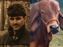 a man with a mustache is next to a cow with a rope around its neck