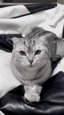 Smile Funny GIF - Smile Funny Cat GIFs