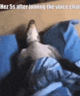 a picture of a dog laying on a bed with a caption that says hez 5s after joining the voice chat