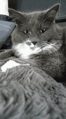 Miaaaouuu Cat GIF - Miaaaouuu Cat Serious GIFs