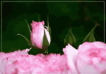 Pink Roses GIF