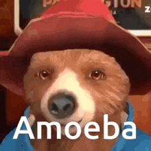 Paddington Bear Amoeba GIF