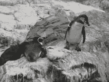 Don'T Push Me GIF - Cold Frozen Penguins GIFs