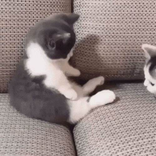 cute kittens playing together