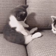 Kittens Playing GIF - Kittens Playing Hug GIFs