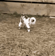 Baby Goat Kid GIF