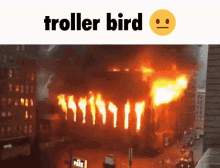 Troller Bird Troll GIF