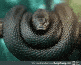 black mamba snake slither