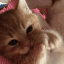 Cute Cat Aww GIF - Cute Cat Aww GIFs