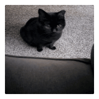 a black cat is sitting on a carpeted floor
