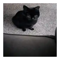 a black cat is sitting on a carpeted floor