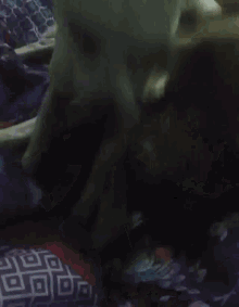 Dogs Fighting GIF - Dogs Fighting Playing GIFs