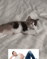 a calico cat is laying on a bed next to a man