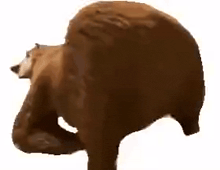 a brown bear is standing on its hind legs and looking at the camera on a white background .