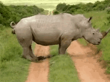 Rhino Pooping GIF - Rhino Pooping Poop GIFs