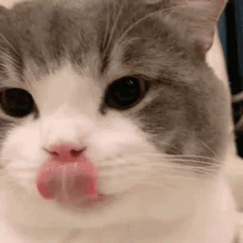 Going For A Ride GIF - Cats Funny Animals W Inter - Discover