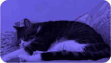 Alleykaydj Bubbi GIF - Alleykaydj Bubbi Cat GIFs