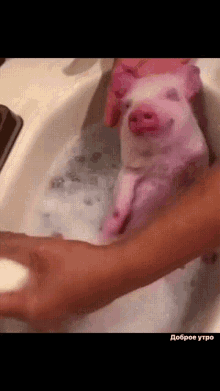 доброеутро свинка GIF - доброеутро свинка ванна GIFs