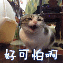  面臨恐懼或害怕，你會如何面對 #窩DEMAA