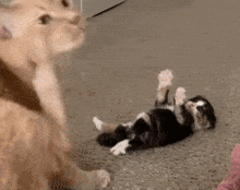 a black and white cat is rolling around on its back on the floor .