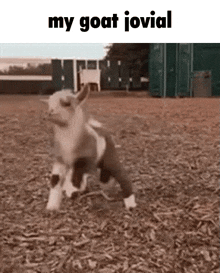 a baby goat is running in a field with the words `` my goat jovial '' written above it .