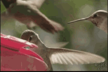 Humming Birds Savage GIF - Humming Birds Savage Get Out GIFs