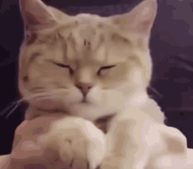 Cute Cute Cat GIF - Cute Cute Cat Cat Dance GIFs